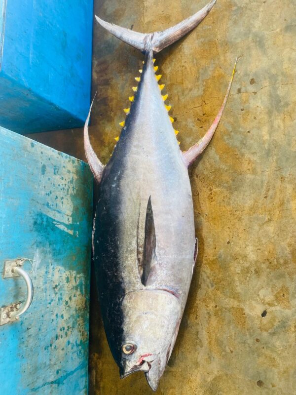 Tuna Fish - துண்டு மீன் - Image 2